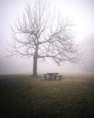 Lonely Tree and Picnic Table in Winter Fog at Normafa, Budapest