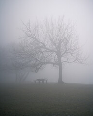 Lonely Tree and Picnic Table in Winter Fog at Normafa, Budapest