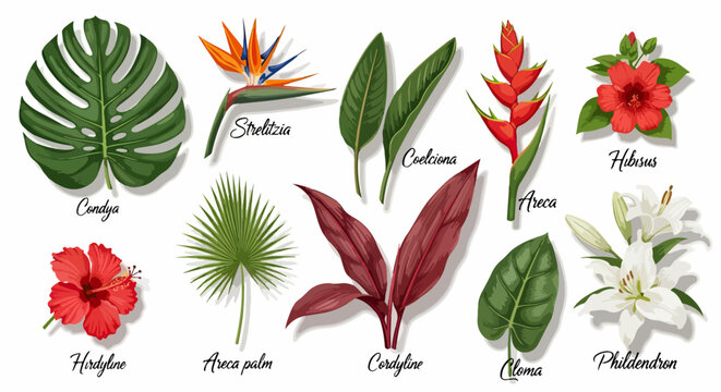 Zestaw egzotycznych liści i kwiat&oacute;w tropikalnych roślin, takich jak monstera, strelicja, hibiskus i lilie, idealny do projekt&oacute;w graficznych.