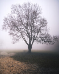 Lonely Tree and Picnic Table in Winter Fog at Normafa, Budapest