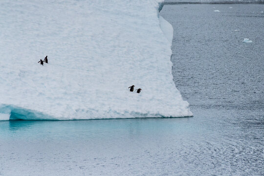 Four Gentoo Penguins -Pygoscelis papua- standing on an iceberg in the Lemaire channel, Antarctic peninsula