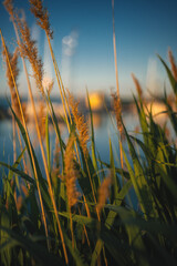 Golden Reeds by Lake Balaton at Sunset