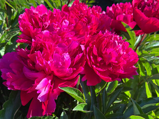 Paeonia lactiflora pink chinese peonies double flowers. © OLENA LIALINA