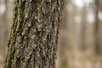 Obraz premium Close-up of a tree trunk with textured bark in a blurred forest background. The scene evokes a serene, natural environment, suitable for Easter themes.