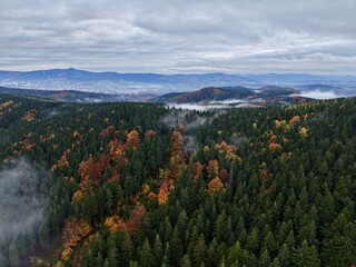 aerial view showcases lush coniferous forest with autumnal bursts and distinctive vertical textures © Nataliia