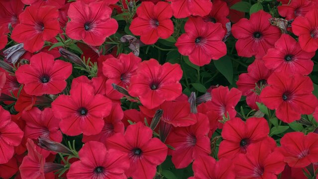 A dense cluster of vibrant pink petunia flowers fills the frame, showcasing richly colored petals and lush green foliage