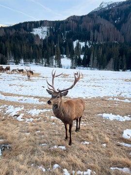 cervo in mezzo alla neve