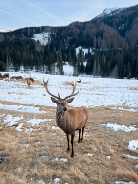 cervo in mezzo alla neve