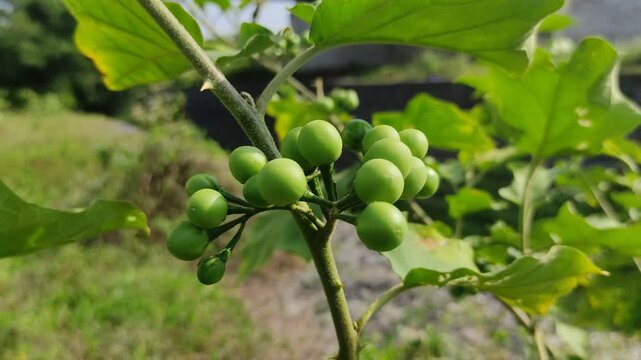 Turkey berry plant (Solanum torvum). Small green fruits are visible on a single stem, complete with thorny stems and broad leaves. This plant is part of the nightshade family (Solanaceae).