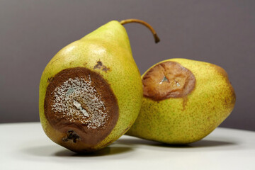 Overripe and rotten pears. Pears covered with mold. Process of spoiling fruits