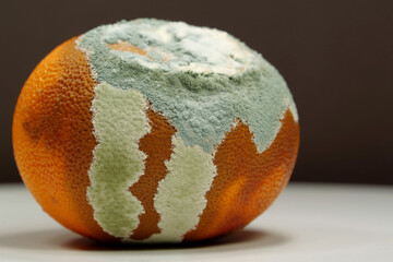 Overripe and rotten mandarin. Rotten tangerine covered with mold