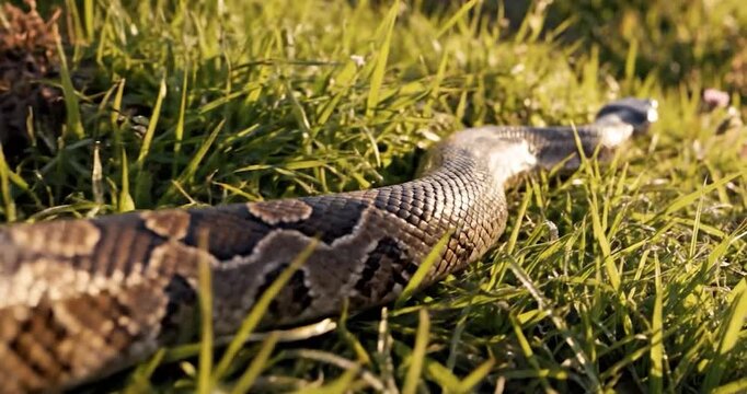Detailed snake body scales on rock and green grass