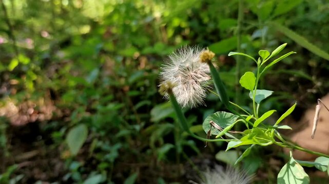 Close up of fluffy white little ironweed flower (Cyanthillium cinereum) head blowing in the wind in a tropical forest garden with blurred nature background