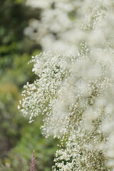 flora of Gran Canaria - Retama rhodorhizoides, broom species endemic to Canary Islands
