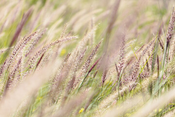 Flora of Gran Canaria -  Cenchrus setaceus, crimson fountaingrass, highly invasive species natural macro floral background
