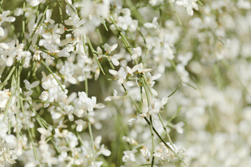 Fototapeta premium flora of Gran Canaria - Retama rhodorhizoides, broom species endemic to Canary Islands 