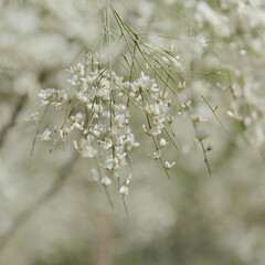 flora of Gran Canaria - Retama rhodorhizoides, broom species endemic to Canary Islands

