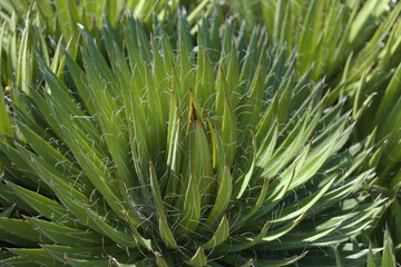 Agave filifera aka thread agave attractive leaves natural macro floral background