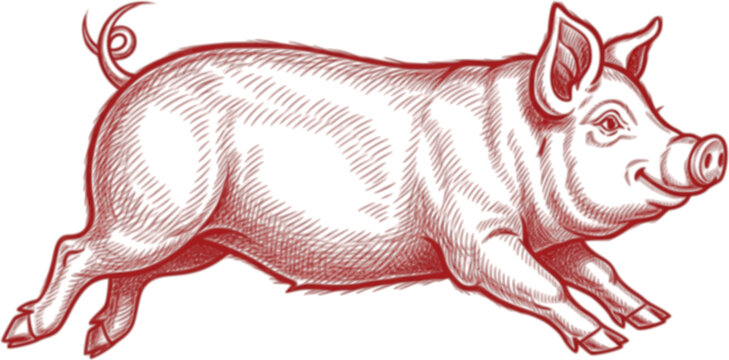 Detailed red sketch of a joyful pig leaping forward with a curly tail. Vector illustration
