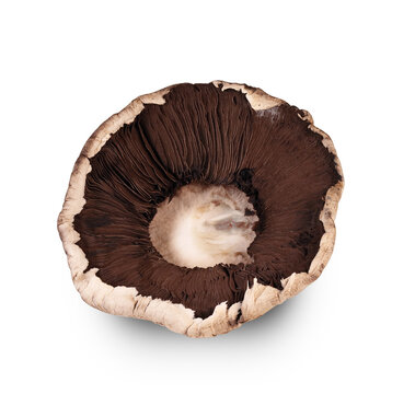 mushroom from below