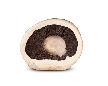 mushroom from below