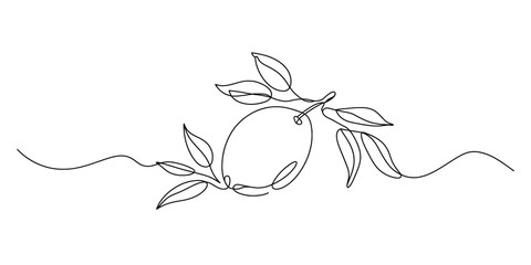 A single line art illustration of a lemon on a branch, ideal as a minimalist and elegant decorative divider Vector, illustration © Continues One Line D