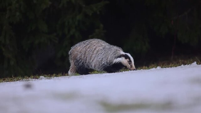 Close-up shot of European badger (Meles meles) eating snow to drink, having woken for a short time from winter sleep to look for food, before falling into torpor again.