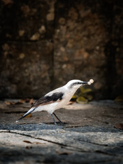 Masked water tyrant (Fluvicola nengeta) carrying spider egg sac while foraging in urban environment
