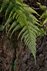 Madeira Holly Fern