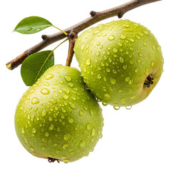 Fresh green pears with water drops on tree branch