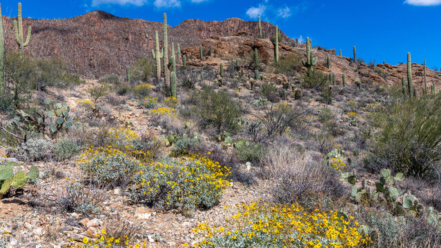 Plants and mountains in the rugged Sonoran Desert in southern Arizona