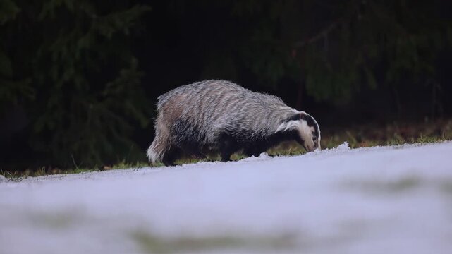 Close-up shot of European badger (Meles meles) eating snow to drink, having woken for a short time from winter sleep to look for food, before falling into torpor again.
