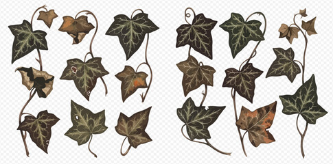 Fototapeta premium Set of vintage watercolor illustrations of ivy leaves and vines, perfect for rustic and natural designs.