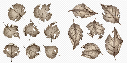 Set of watercolor dried autumn leaves with tattered edges and holes, isolated on transparent background.