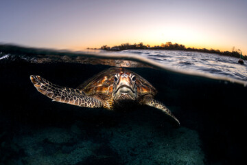 Green sea turtle swimming near the surface at sunset at Lady Elliot Island, Australia, with golden light reflecting on clear blue water. © Gary
