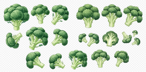 Set of fresh green broccoli florets and whole heads, healthy vegetable collection.