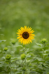 ひまわり畑で咲く一輪のヒマワリ