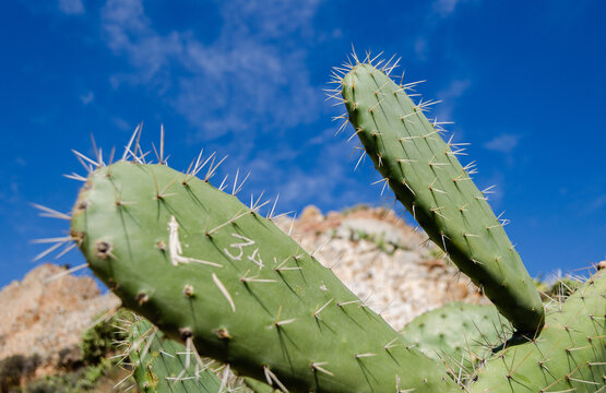 Cactus with Spines &ndash; Prickly Pear Succulent Nature Photography