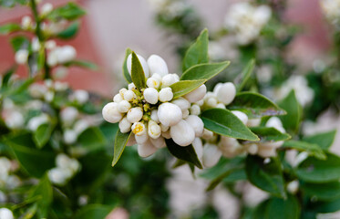 Naklejka premium Close Up of Orange Tree Flowers in Full Bloom