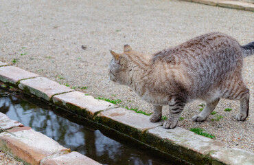 Obraz premium Domestic Cat Focused on Prey – Hunting Behavior Close Up