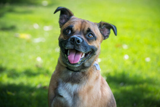 Small happy mix breed dog outdoors looking up