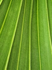  Green texture of palm tree leaf. Nature background. Strip green line on palm leaf abstract texture backdrop