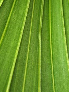  Green texture of palm tree leaf. Nature background. Strip green line on palm leaf abstract texture backdrop