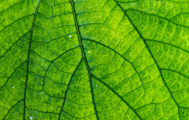 Fototapeta premium Green Botanical Background – Leaf Texture in High Detail