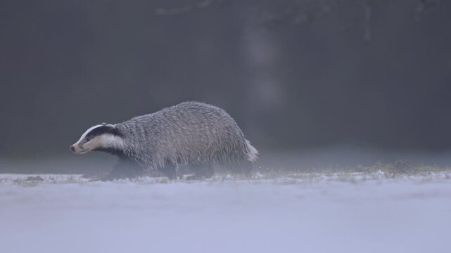 Close-up shot of European badger (Meles meles) woke for short time from winter sleep looking for food in winter habitat before falling torpor again. Wildlife take