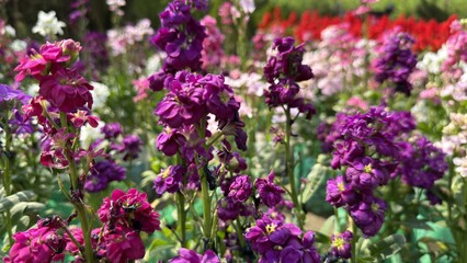 Obraz premium Purple Stock Flowers Blooming In Garden Field