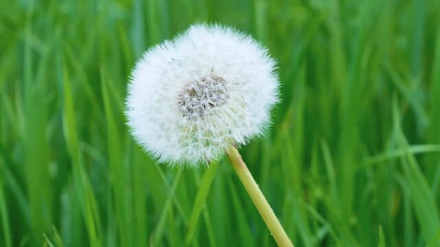 Close up of a white dandelion seed head blowing gently in the wind against a lush green meadow background.