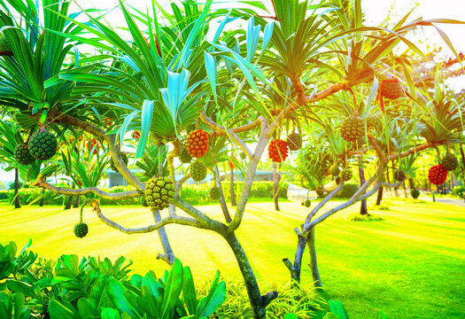 Pandanus tree. Pandanus fruit on tropical tree. Tropical fruit of pandanus tree. Pandan tropical fruit in green and orange color on palm tree. Onamental plant in tropical garden near hotel park.