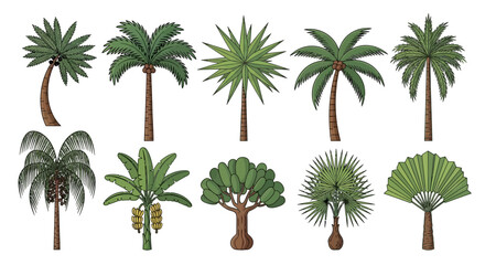 Collection of diverse palm tree illustrations showcasing various species and growth stages in a digital artwork © charli