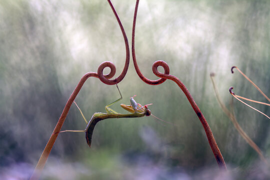 Praying mantis with unique branch